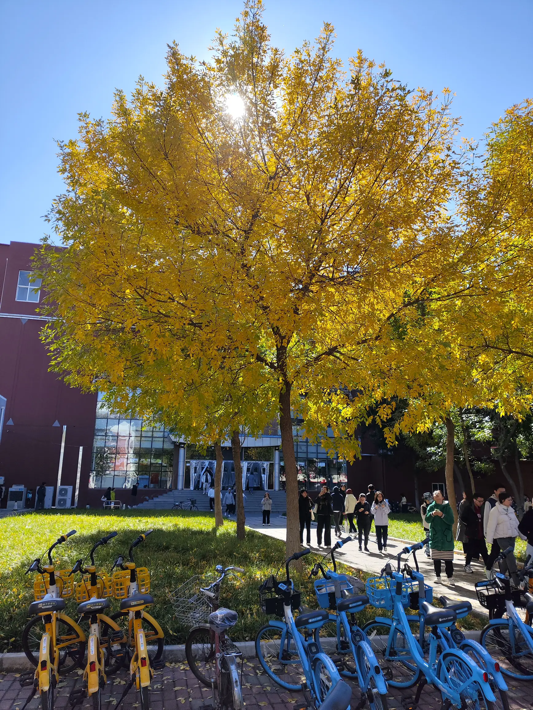 Photo: 又是一年秋天的黃葉
